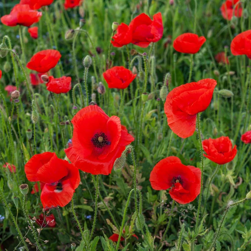 Mohn - Single Red