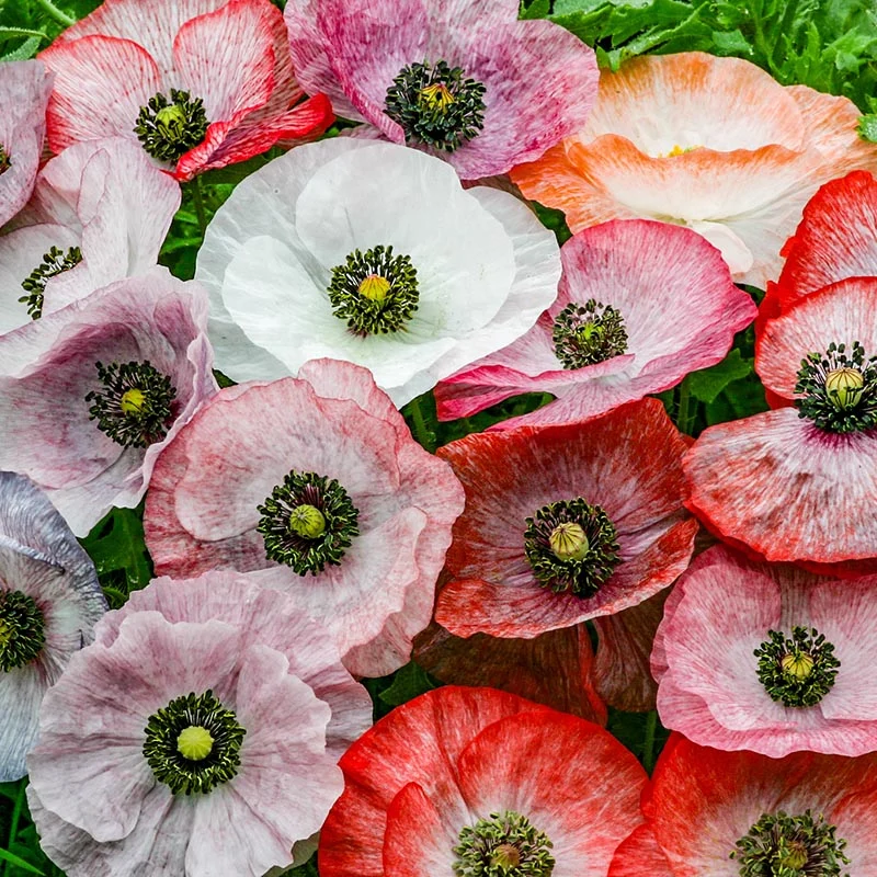 Mohn - Mother of Pearls