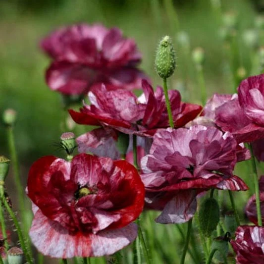 Mohn - Pandora