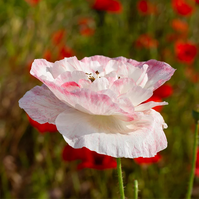 Mohn - Shirley double mixed