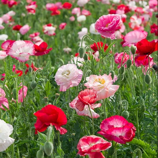 Mohn - Shirley double mixed
