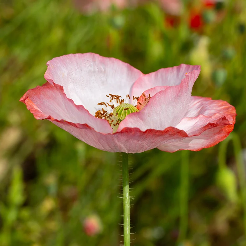 Mohn - Shirley