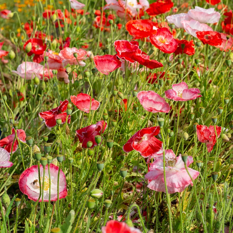 Mohn - Shirley