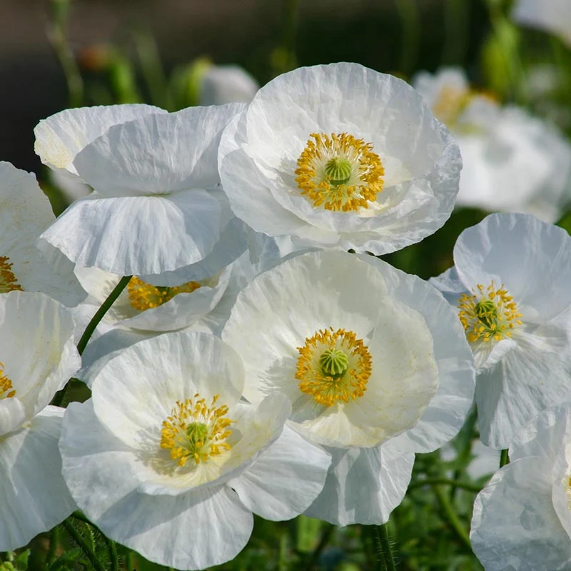 Mohn - Bridal Silk
