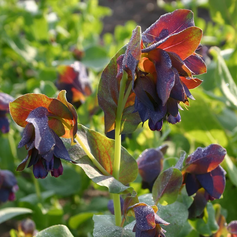 Große Wachsblume - Purpurascens