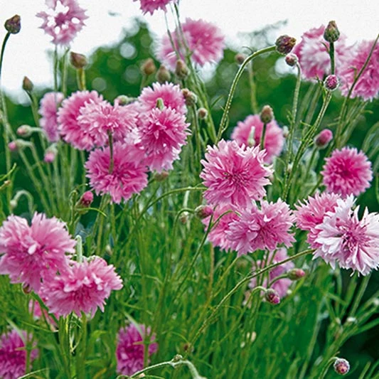 Kornblume - Pink Ball