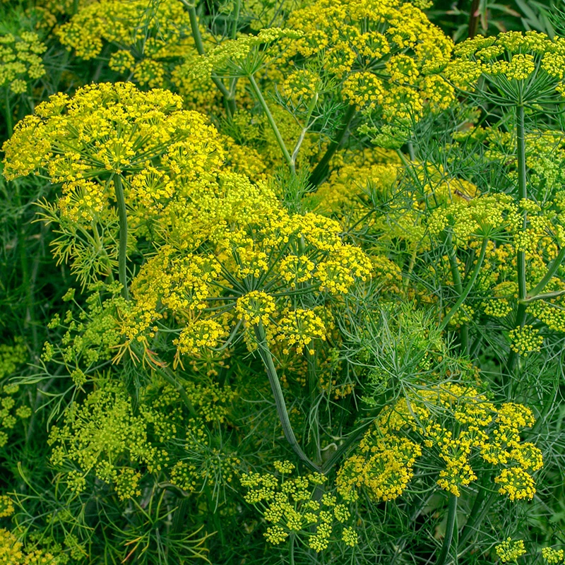 Dill Bouquet