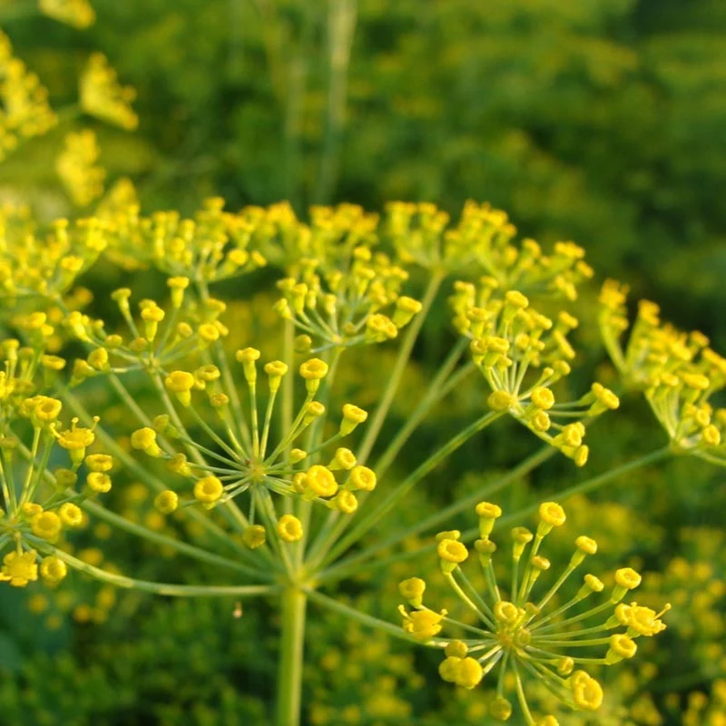 Dill Bouquet