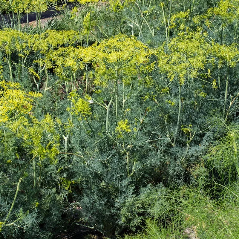 Dill Bouquet