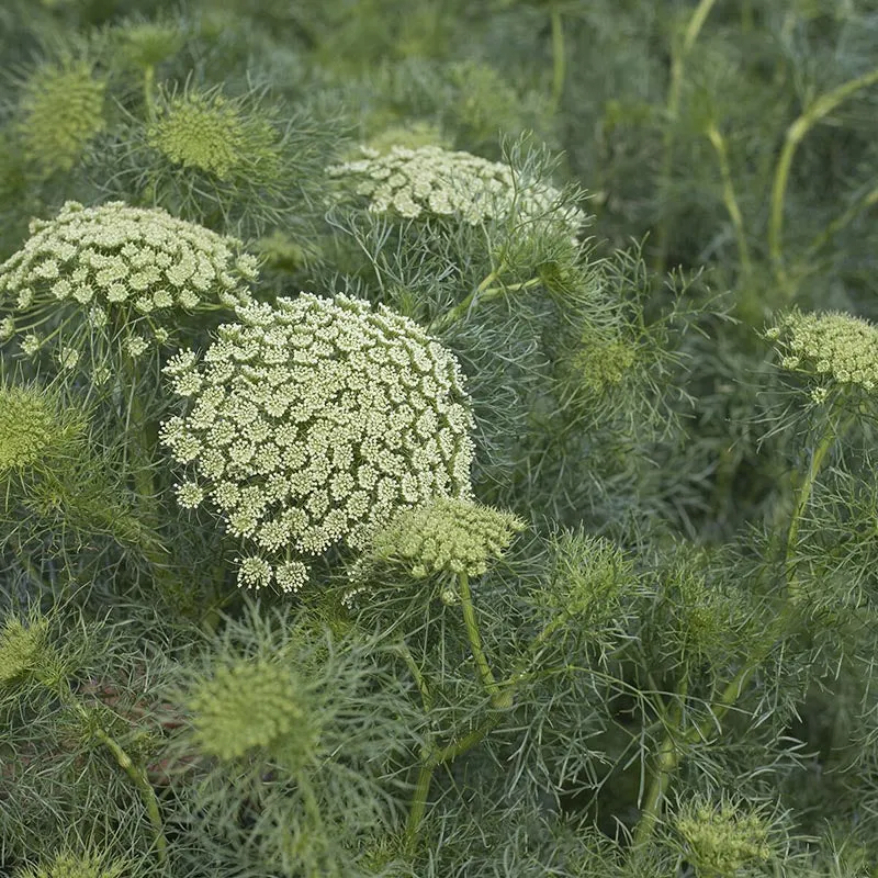 Bischofskraut - Green Mist