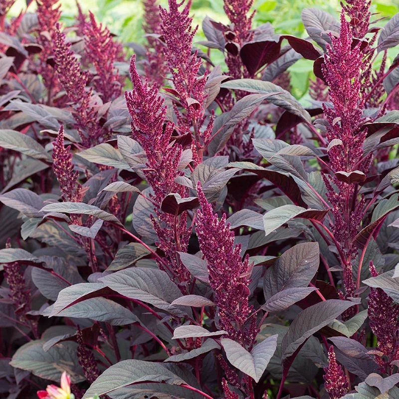 Garten-Fuchsschwanz - Velvet Curtains