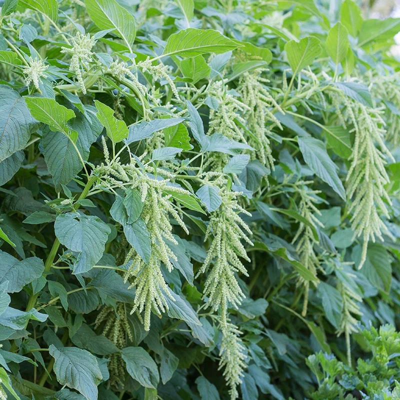 Garten-Fuchsschwanz - Green Cascade