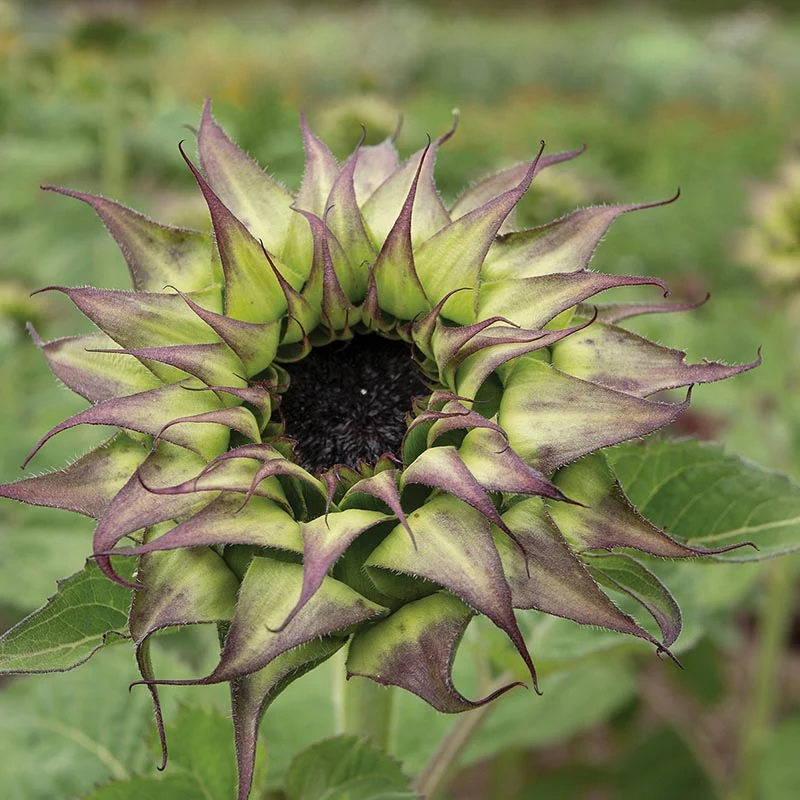 Sonnenblume - Sun-Fill™ Purple F1
