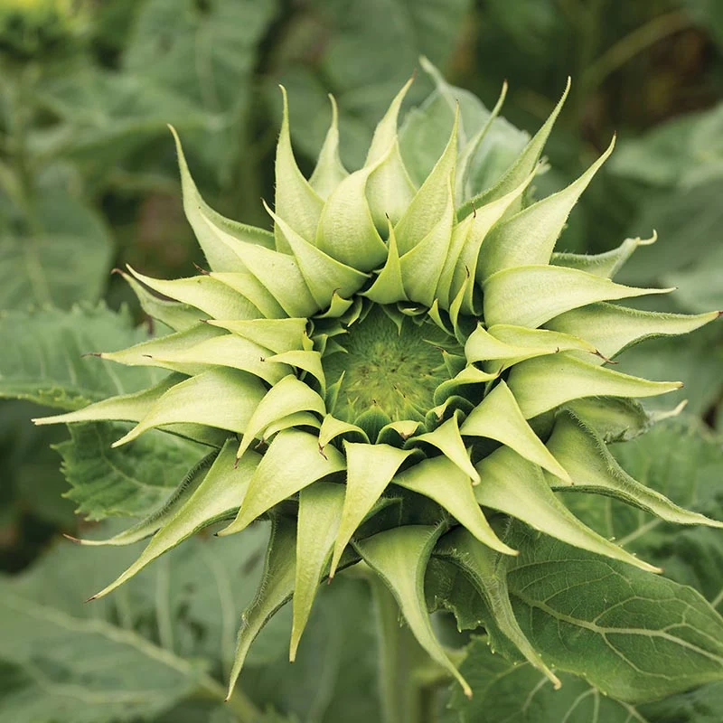 Sonnenblume - Sun-Fill™ Green F1
