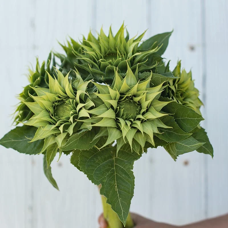 Sonnenblume - Sun-Fill™ Green F1
