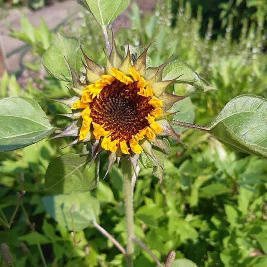 Sonnenblume - Sun-Fill™ Green F1