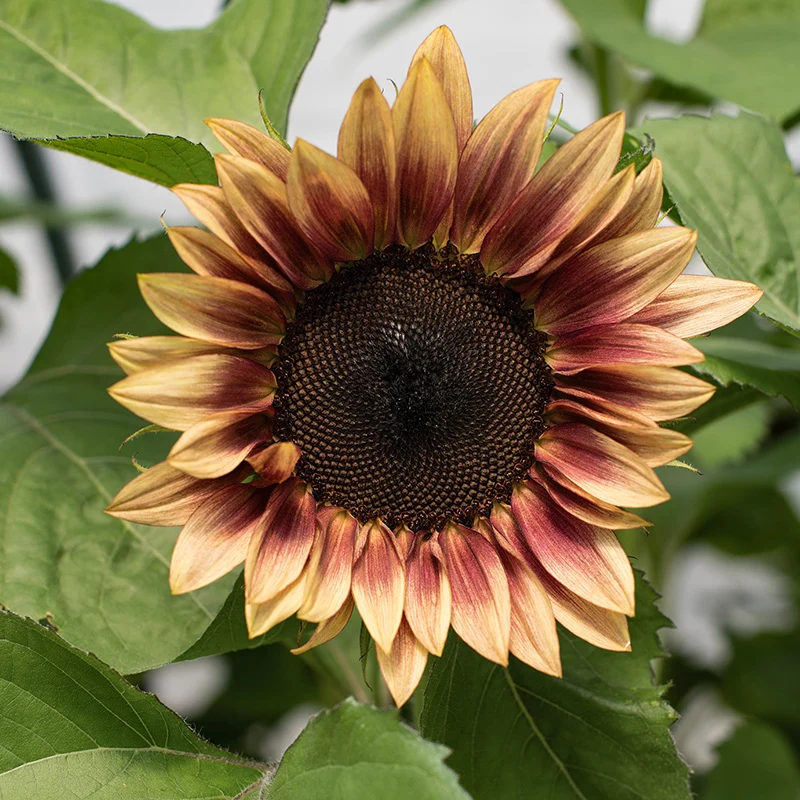 Sonnenblume - ProCut® Plum F1