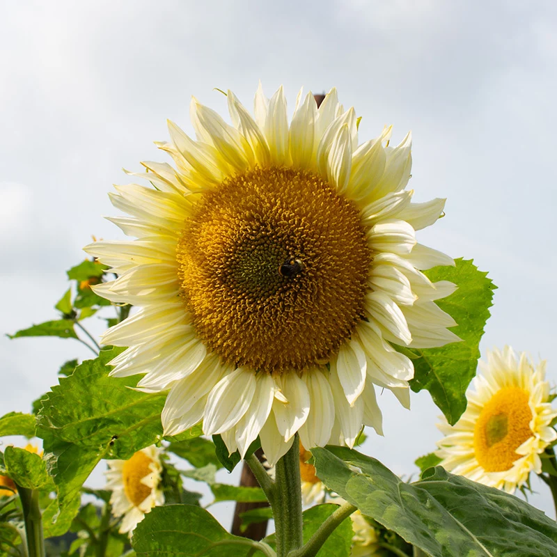 Sonnenblume - ProCut® White Lite F1