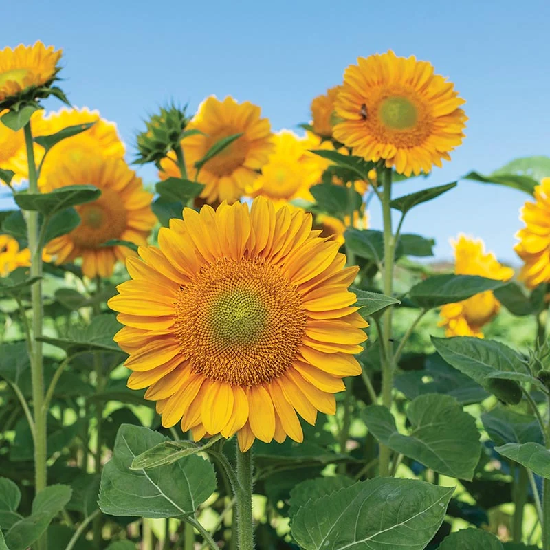 Sonnenblume - ProCut® Gold Lite F1