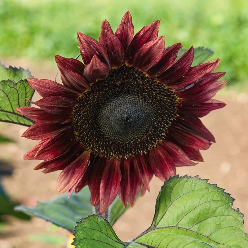Sonnenblume - ProCut® Red F1