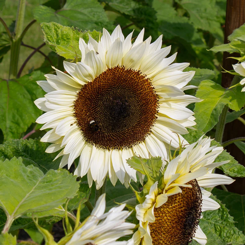 Sonnenblume - ProCut® White Nite F1