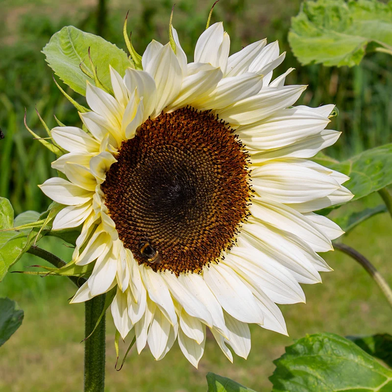 Sonnenblume - ProCut® White Nite F1