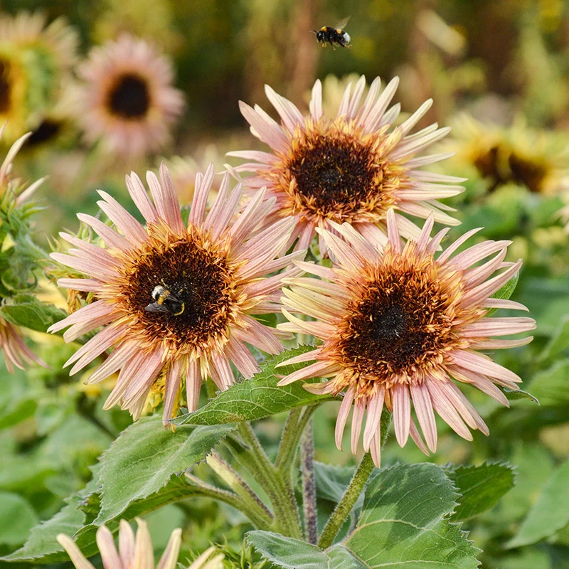 Sonnenblume - Astra Rose Cream