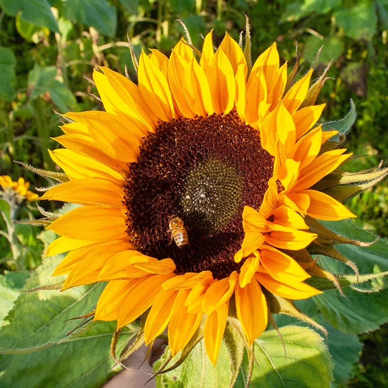 Sonnenblume - Giganteus