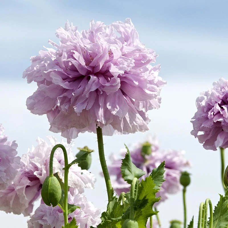 Mohn - Lilac Pompon