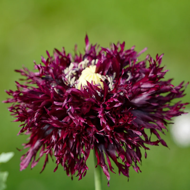 Mohn - Black Swan