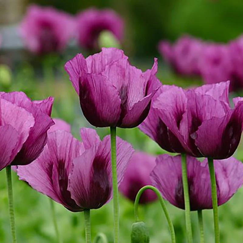Mohn - Hungarian Blue - Papaver somniferum