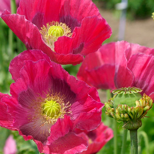 Mohn - Hen and Chickens