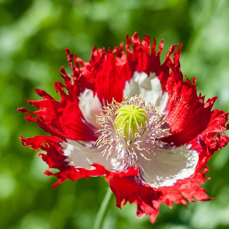 Mohn - Danish Flag
