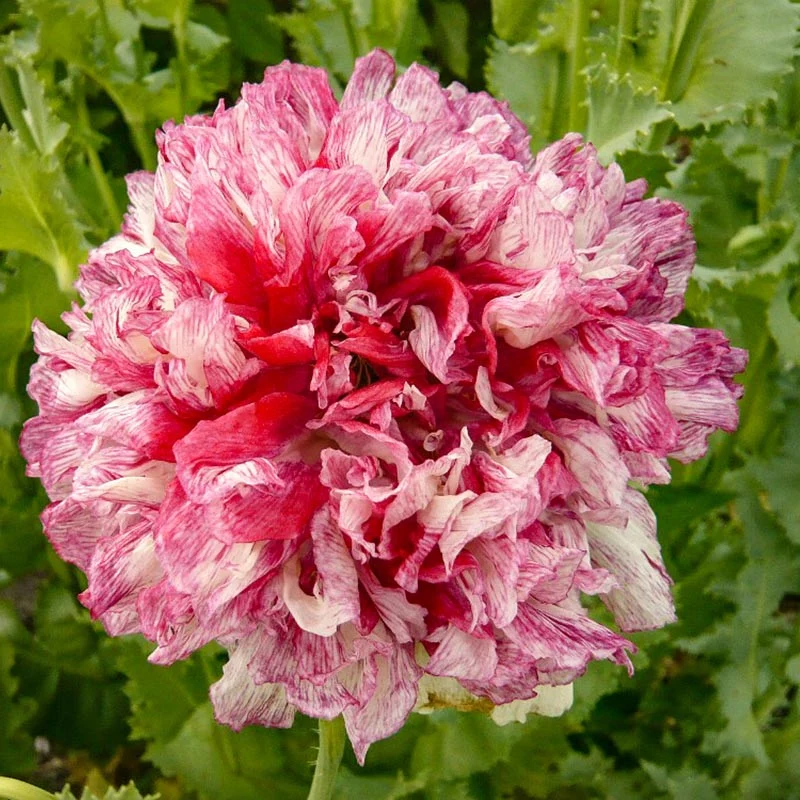 Mohn - Flemish Antique