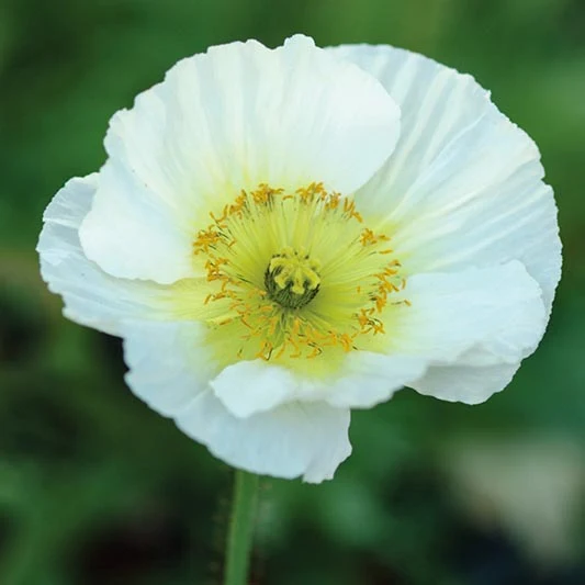 Isländischer Mohn - Champagne Bubbles white F1