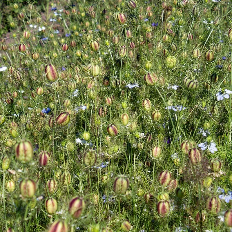 Jungfer im Grünen - Persian Jewels Mix