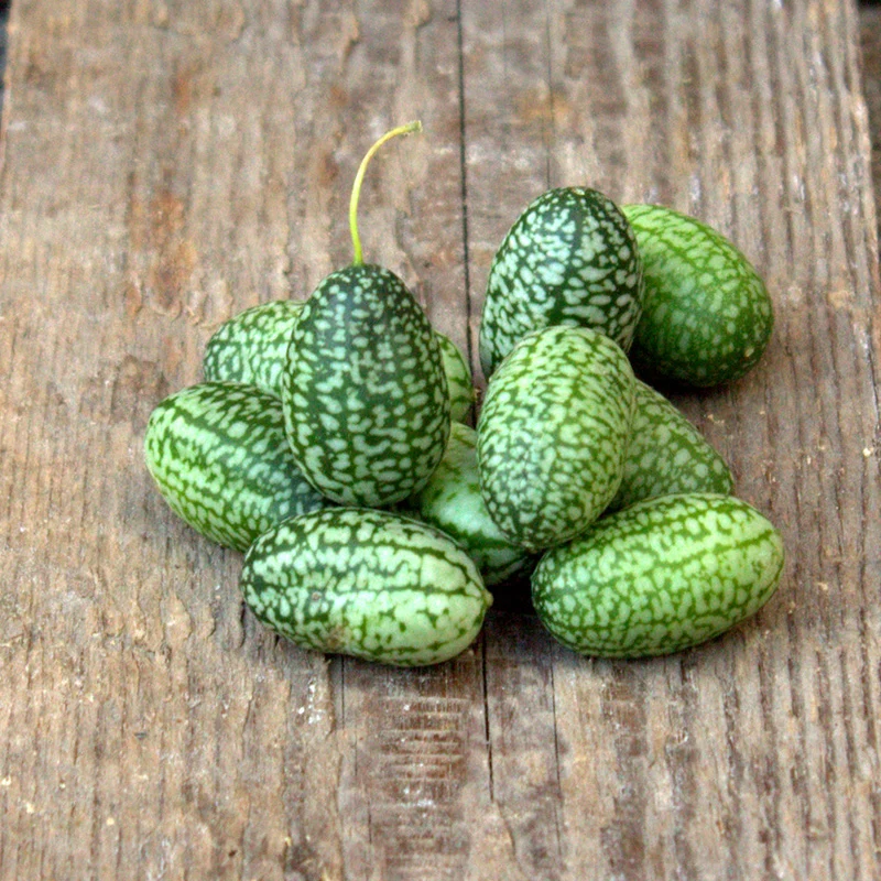 Mäusegurke
