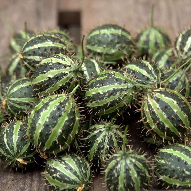 Stachelbeergurke - myriocarpus