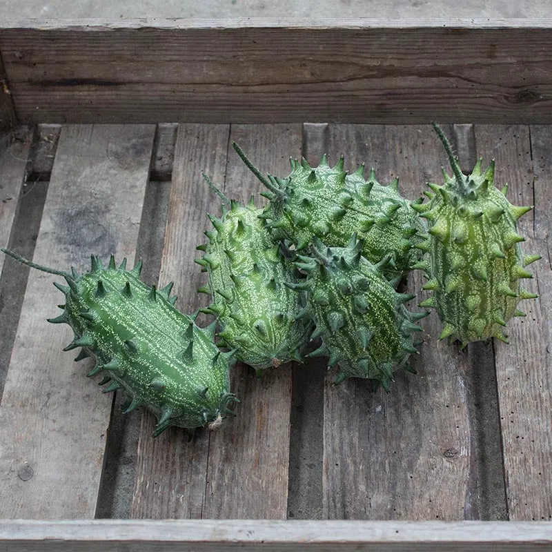 Zackengurken - Kiwano