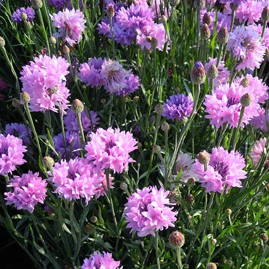 Kornblume - Mauve Ball