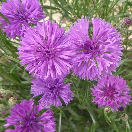 Kornblume - Mauve Ball