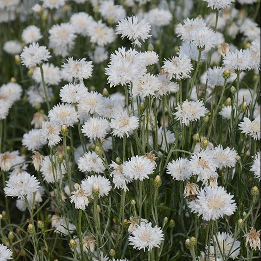 Kornblume - White Ball