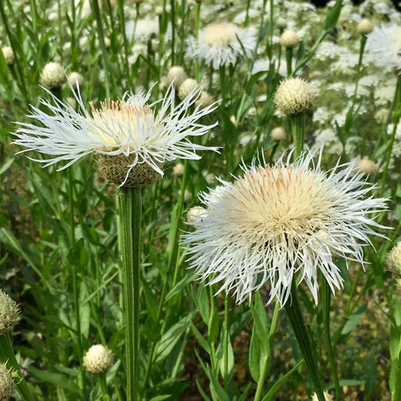 Amerikanische Kornblume - White Bride