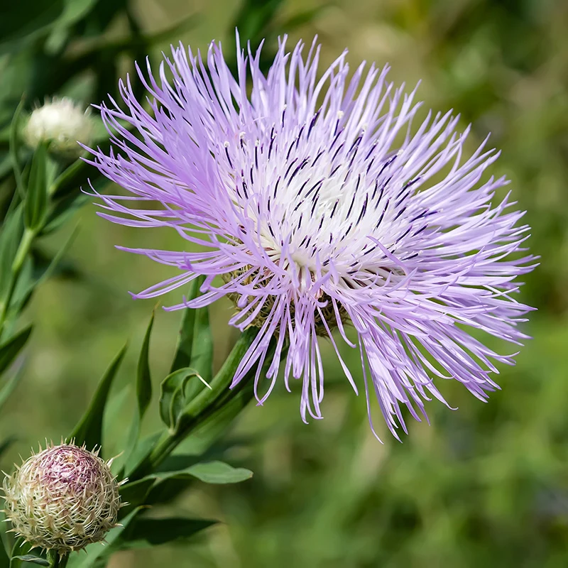 Amerikanische Kornblume - Rosy Lilac