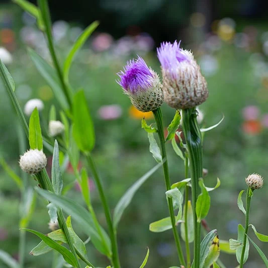 Amerikanische Kornblume - Rosy Lilac