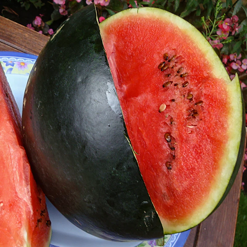 Wassermelone - Thora
