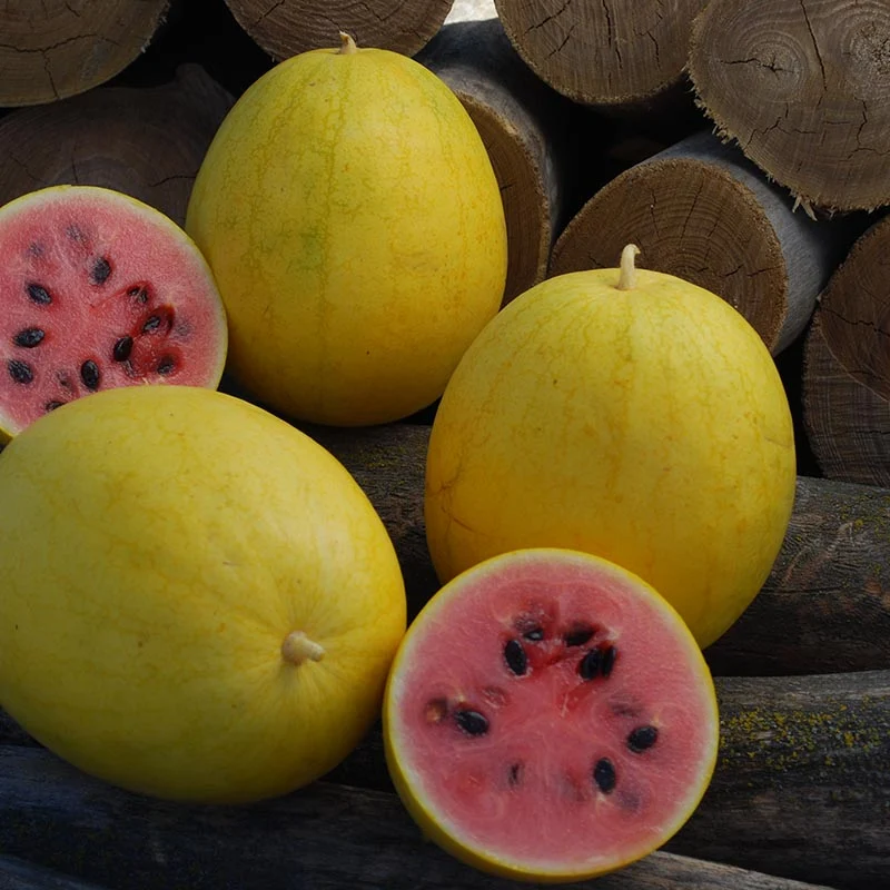 Wassermelone - Golden Midget