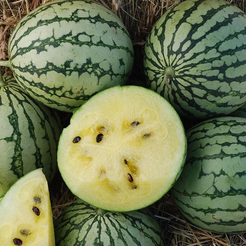 Wassermelone - Petite Yellow