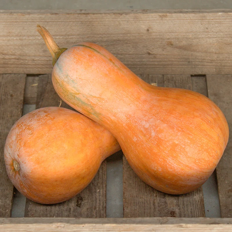 Butternut - Anna