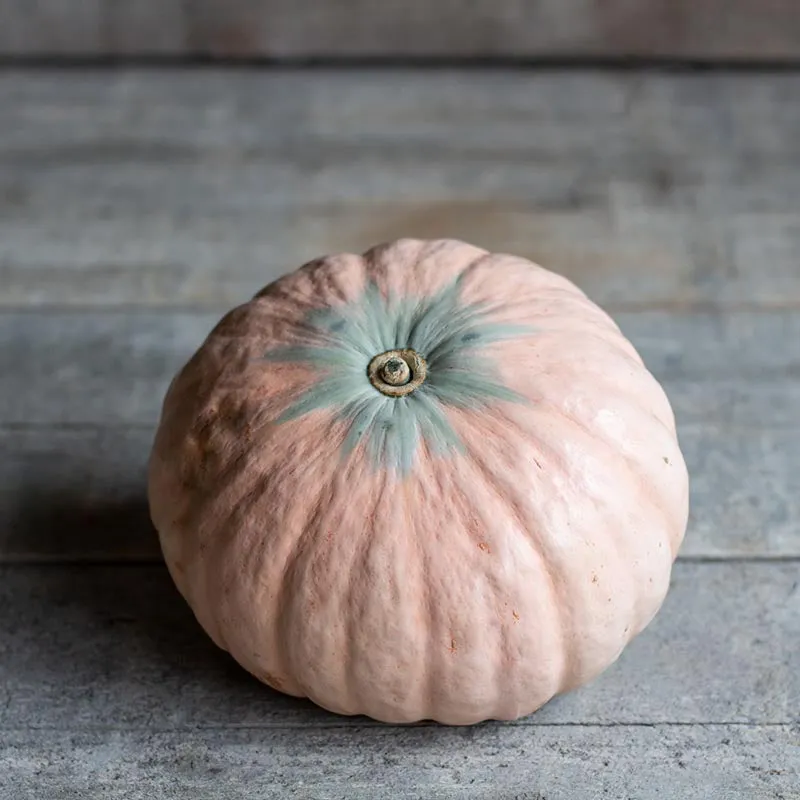 Kürbis - Winter Blush F1